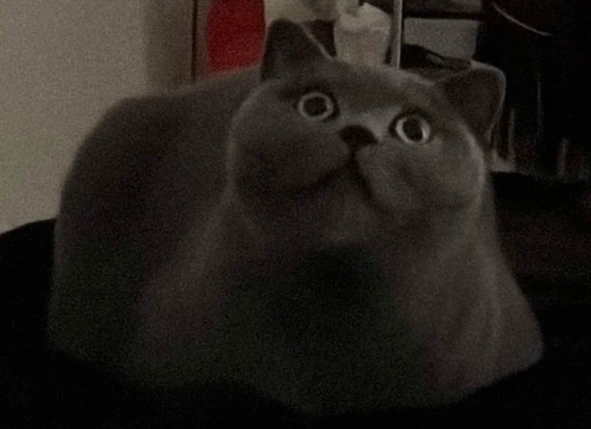 A round grey cat with very large eyes looking concerned