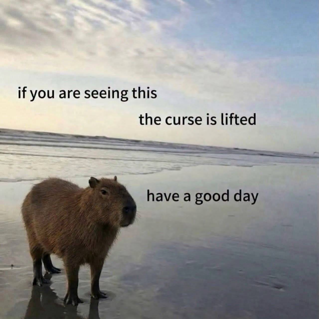 A capybara stands on a wet beach at dusk. Text reads: if you are seeing this the curse is lifted have a good day.