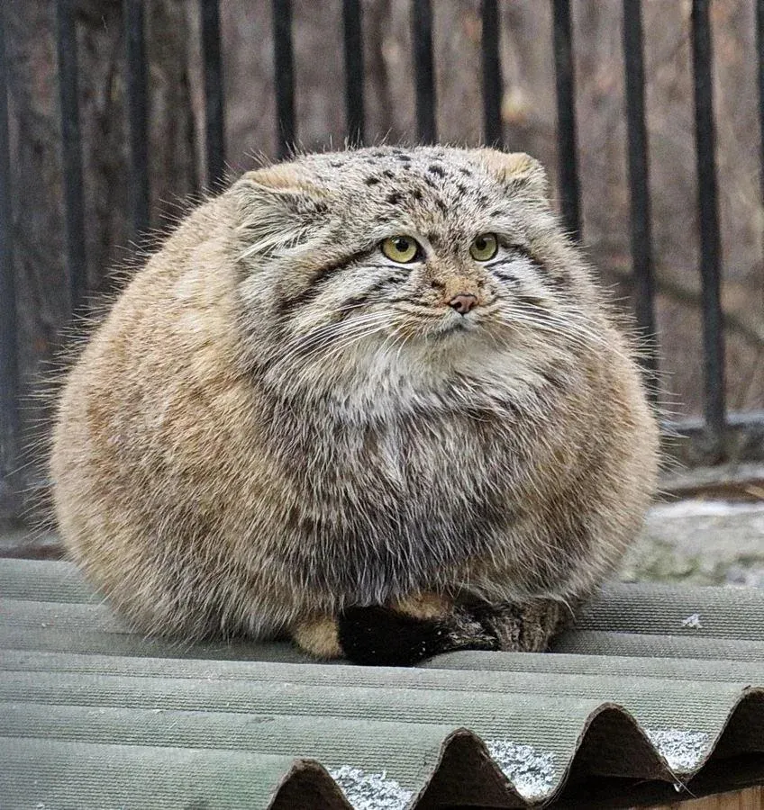 A very round Pallas's cat sits on a corrugated roof, glaring faintly at the camera with green eyes and a thick, fluffed coat.